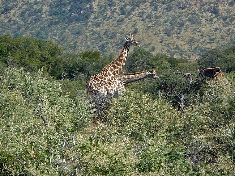 Südafrika Pilanesberg National Park Giraffen