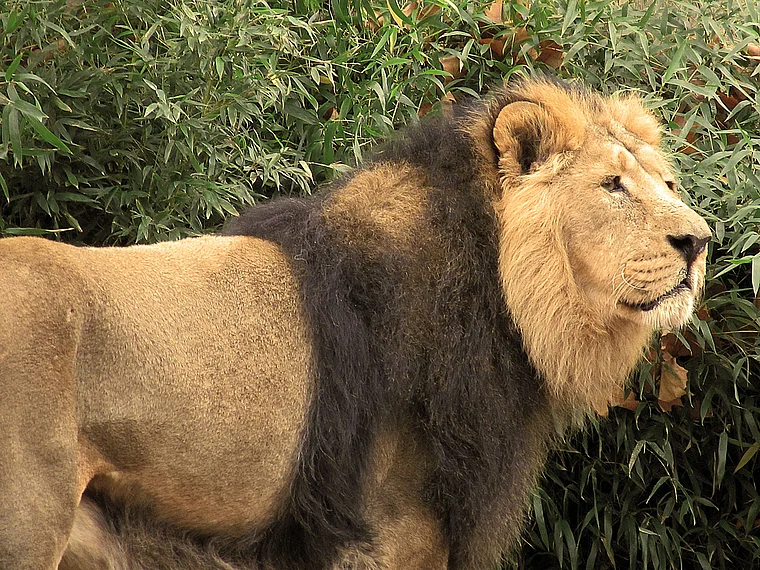 Frankfurt Zoo Löwe