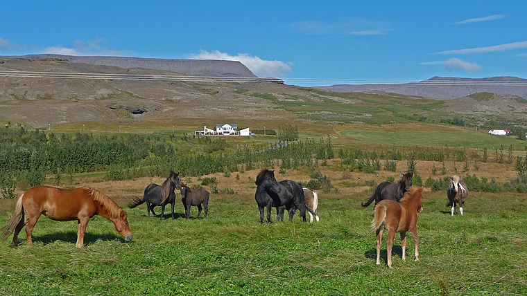 Island Mosfellsbär Pferde