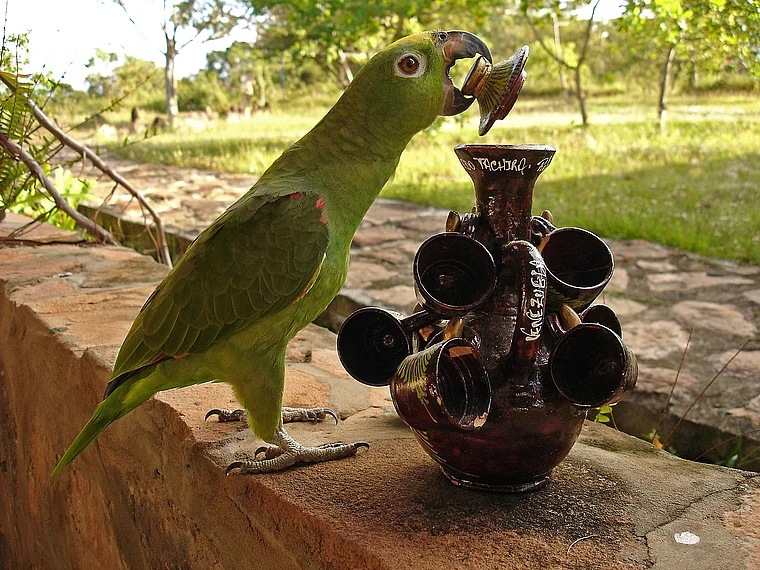 Venezuela grüner Papagei