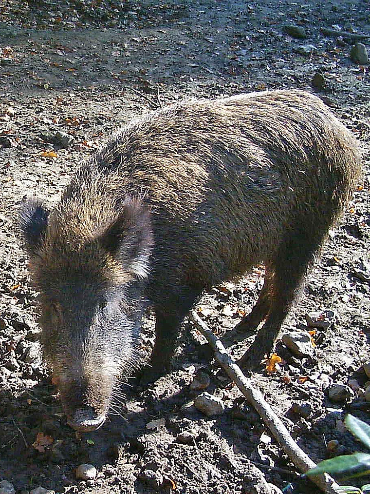 Springe Saupark Wildschwein nah