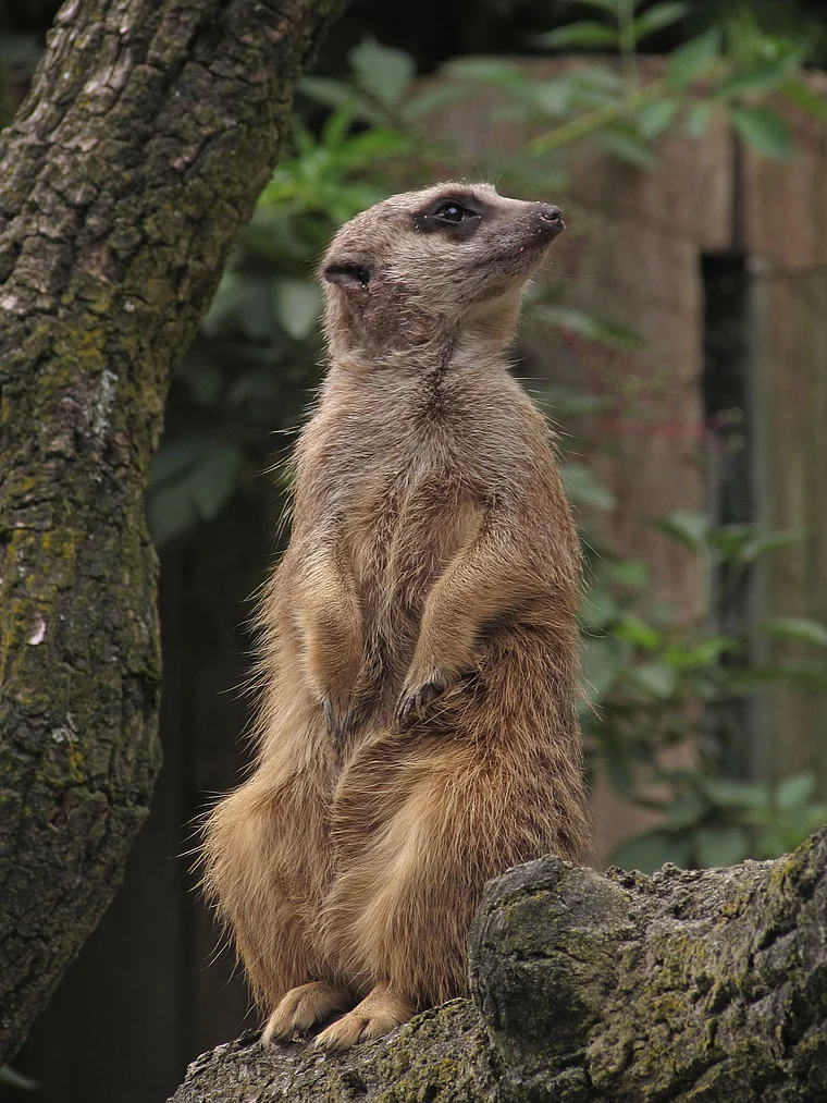 Münster Zoo Erdmännchen