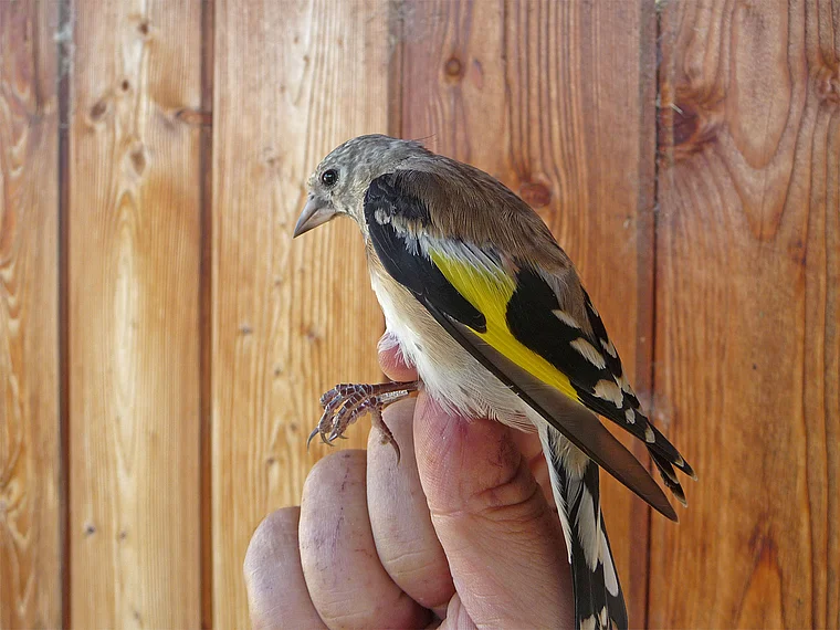 Weinviertel Hohenau Vogelberingungsstation Vogel nah