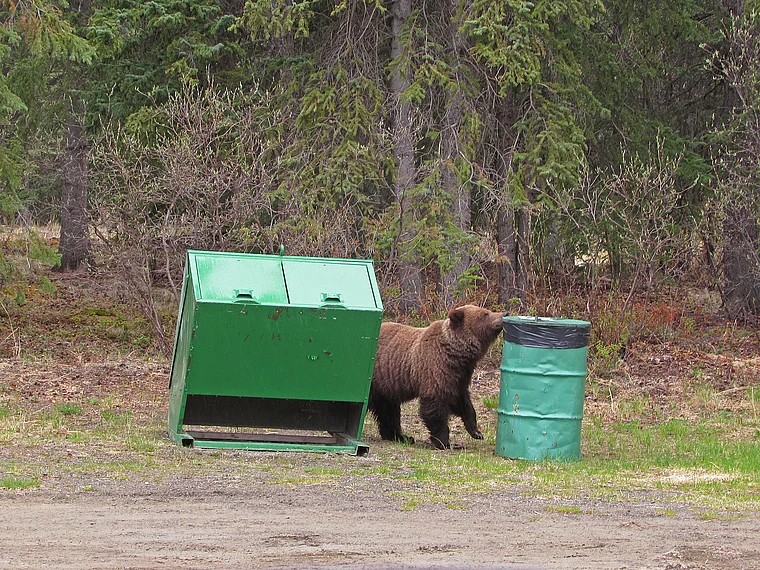 Yukon Grizzlybär an Mülltonne