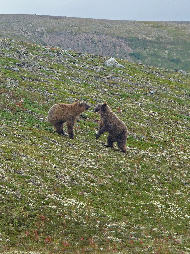 Alaska Katmai Kabbelei unter Bären