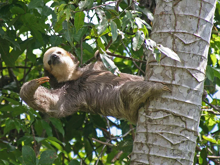 Venezuela Faultier im Baum