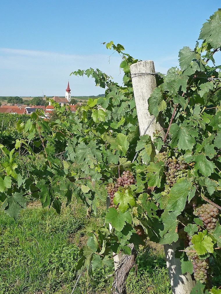 Grüner Veltliner Reben