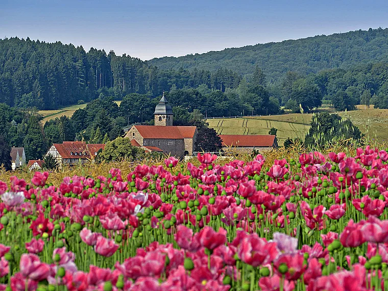 Meißner Germerode Kloster Mohnfeld