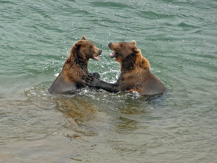 Alaska Katmai Bären balgen sich im Wasser