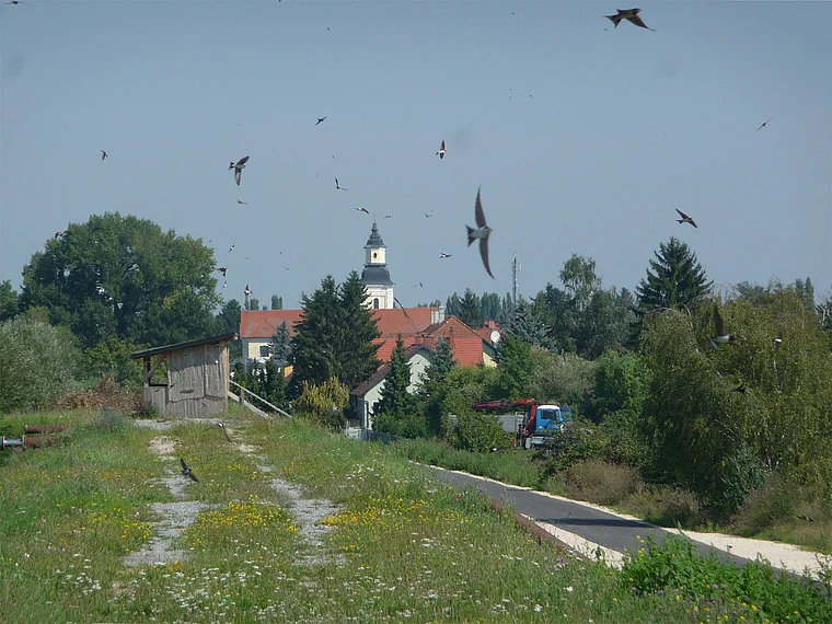 Weinviertel Hohenau Schwalben