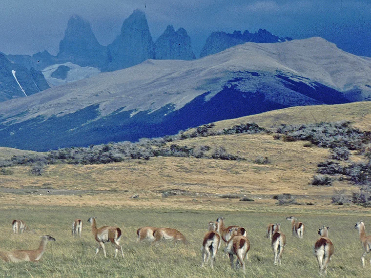 Chile Torres del Paine Guanako Herde