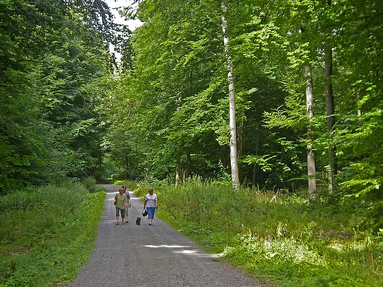 Elm Buchenwald Spaziergängerinnen
