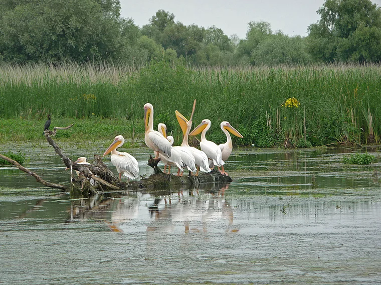 Rumänien Donau Delta Pelikane sitzend