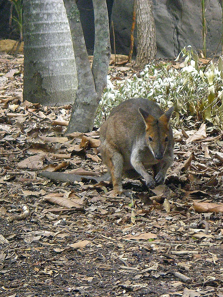 Sydney Wildlife World Zwergkänguru