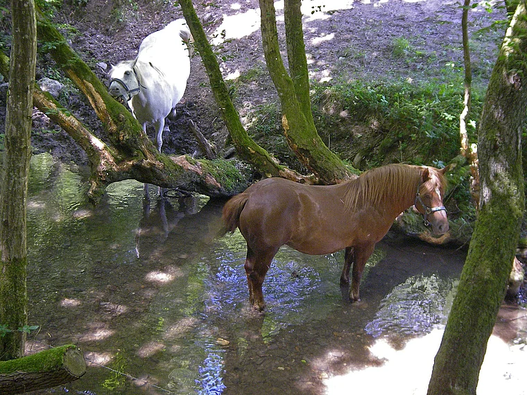 Hunsrück Ehrbachklamm Pferde