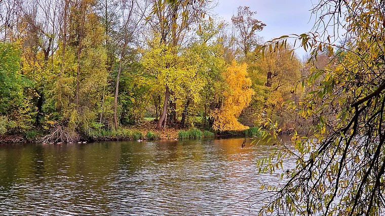 Nauheim Hegbachsee Herbst